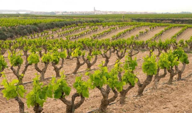 Casa Rural Ardetxal A 16Km De Logrono Y Laguardia Vinaspre Ngoại thất bức ảnh